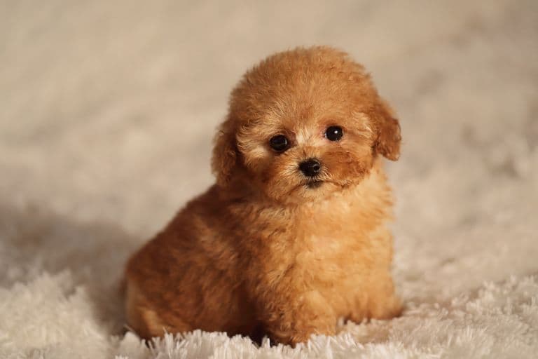 8 Teacup Poodle Facts - Fact Animal