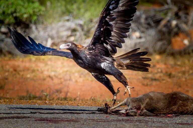 Wedge-Tailed Eagle eating a kangaroo