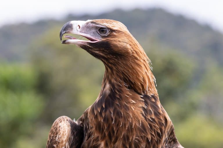 Wedge-Tailed Eagle eyes
