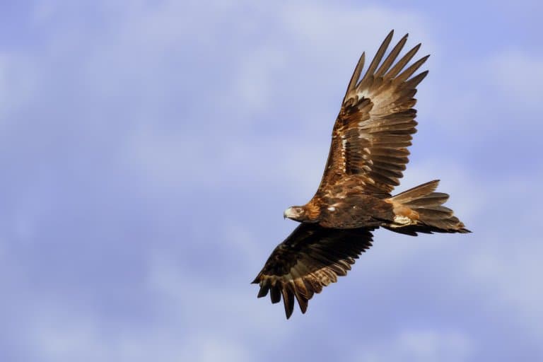 Wedge-Tailed Eagle Facts