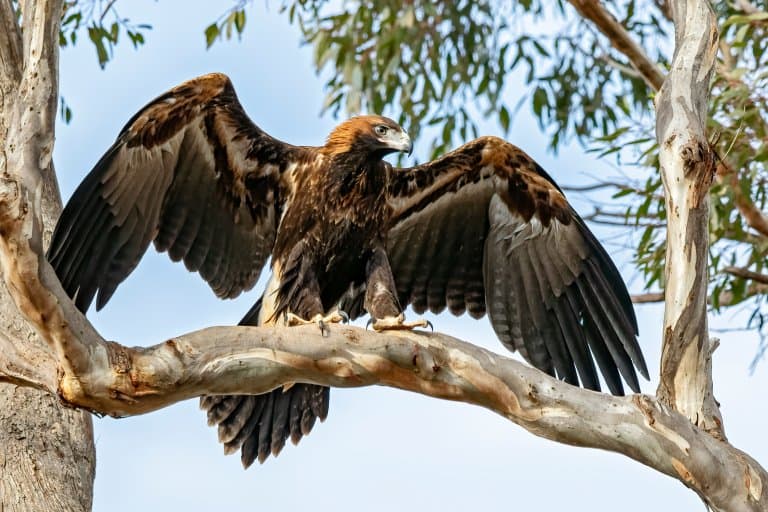 Wedge-Tailed Eagle talons