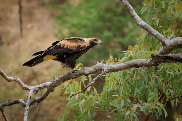 Wedge-Tailed Eagle in a tree