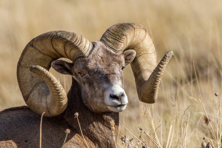 Bighorn sheep horns