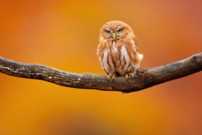 Ferruginous Pygmy-Owl in the desert