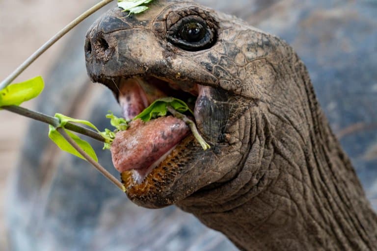 Aldabra Giant Tortoise mouth and eating