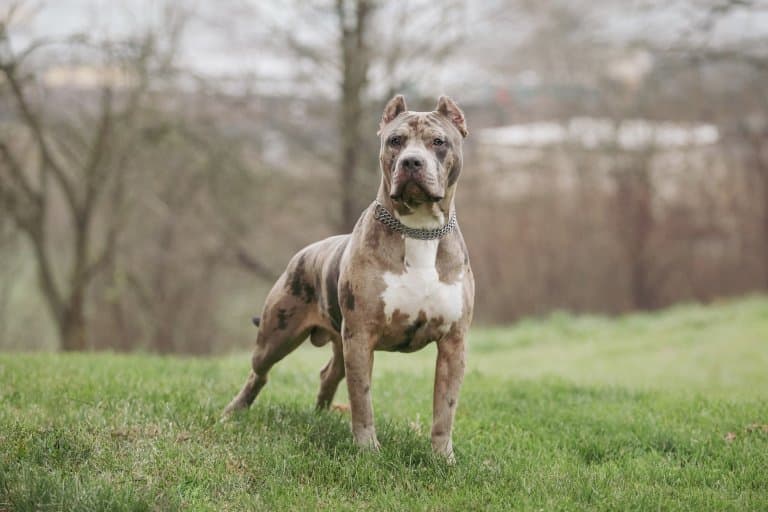American XL Bully Dog Facts