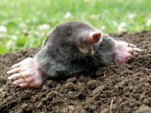 10 Brilliant Burrowing Animals - Fact Animal