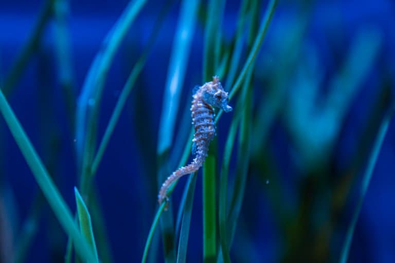 Slowest bony fishes: Dwarf seahorses, Hippocampus zosterae