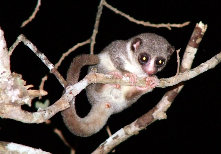 Fat-tailed Dwarf Lemur hibernating
