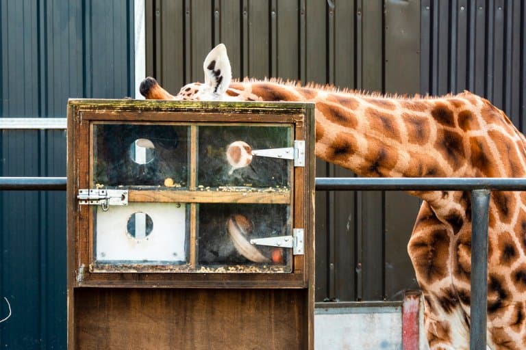 Giraffe food box, to challenge the giraffes tongue!