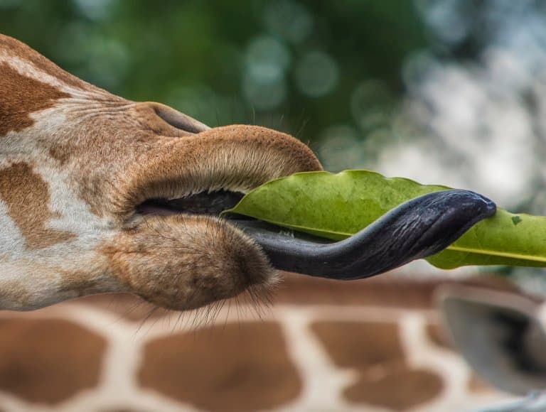 Purple giraffe tongue