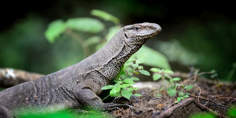 Monitor Lizard with long neck
