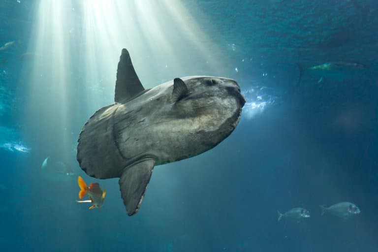 Slowest Ocean Giant: Ocean Sunfish