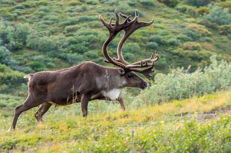 Huge reindeer bull antlers