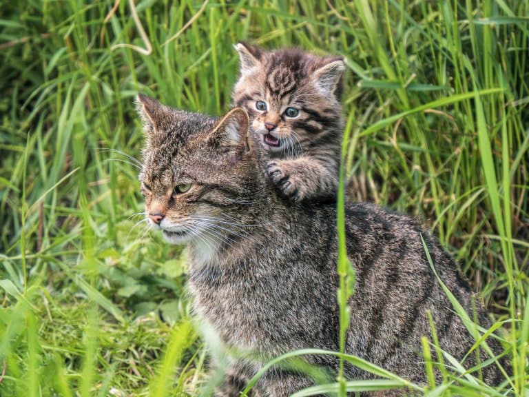 Scottish Wildcat mother and cub