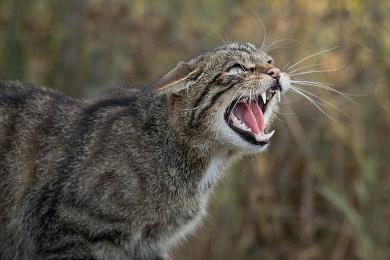 Scottish Wildcat mouth open!