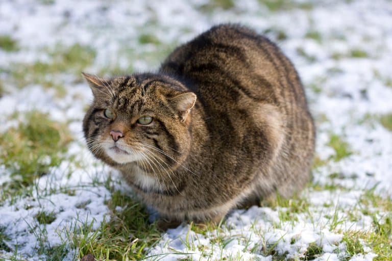 Scottish Wildcat in the snow