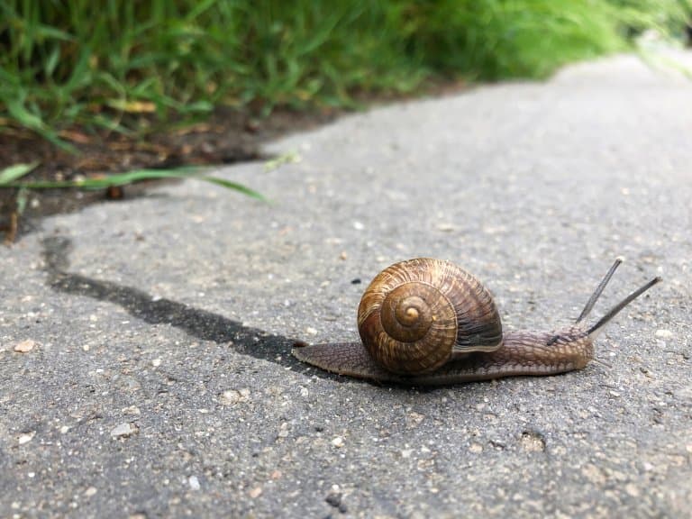 Slowest Mollusks: Slugs & Snails