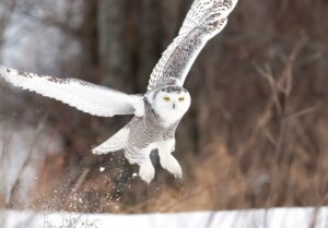 8 Fascinating Snowy Owl Facts - Fact Animal