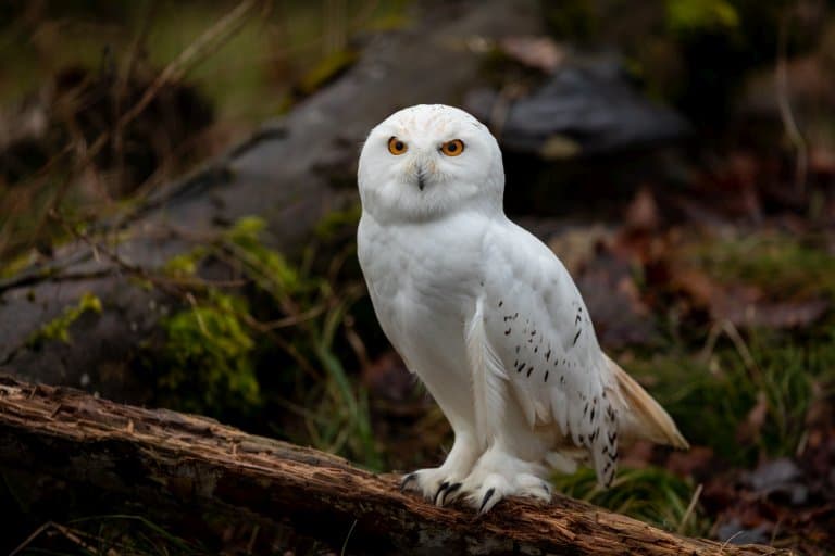 Snowy Owl in Forest