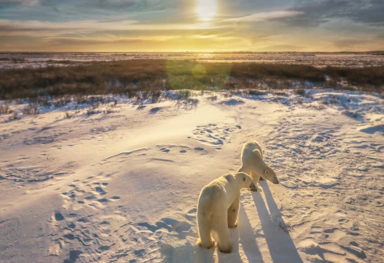 10 Adapted Animals of the Tundra