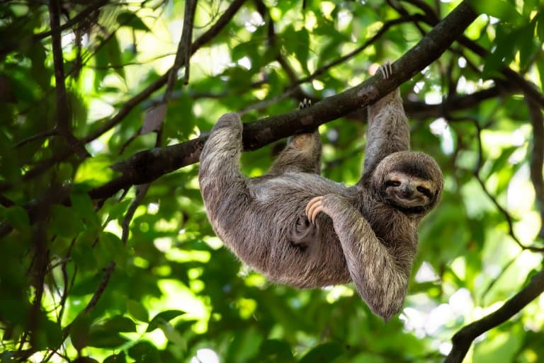 Slowest Mammal: Three-toed Sloth