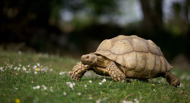 Slowest Reptile: Tortoise