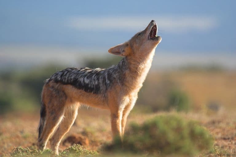 black-backed jackal howling