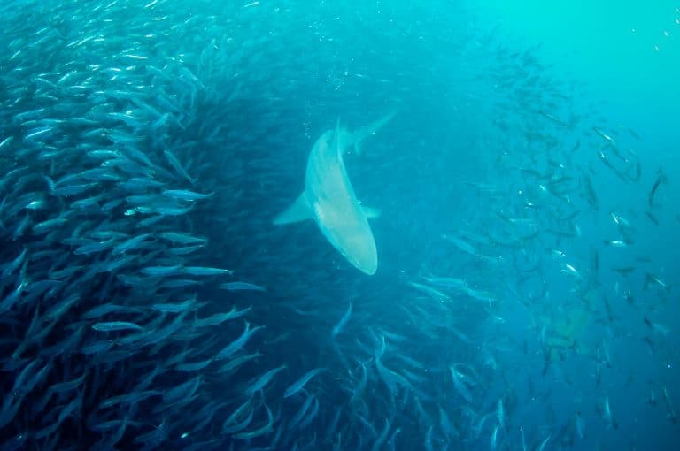 Copper Shark chasing sardines