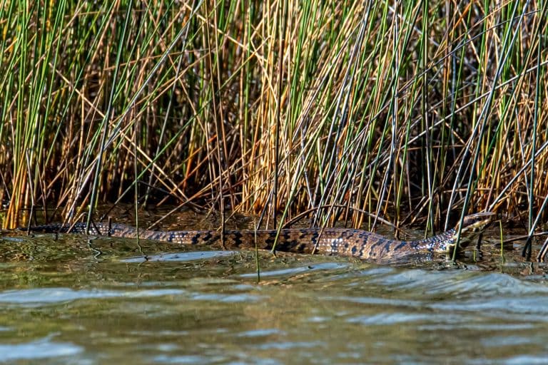 cottonmouth in swamp