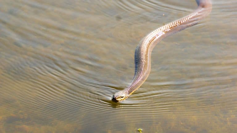 cottonmouth swimming
