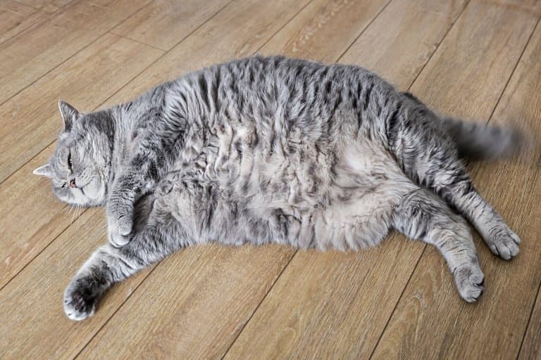 10 of the Fattest & Chubbiest Animals in the World
