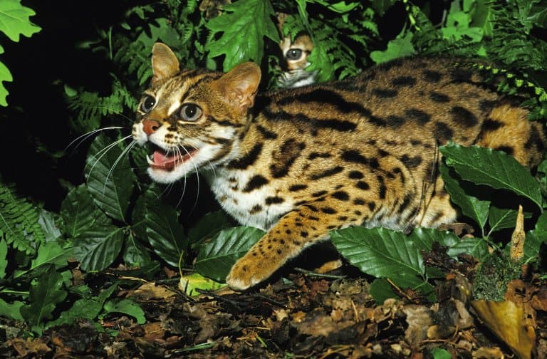 Leopard Cat Facts