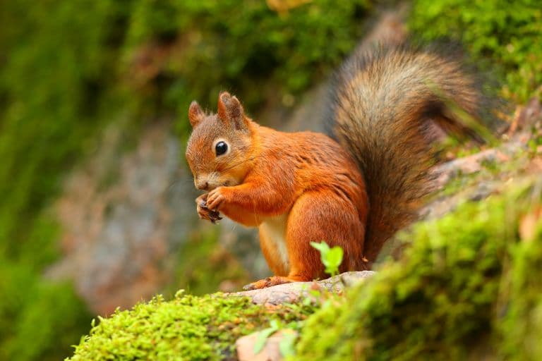Eurasian Red Squirrel Facts