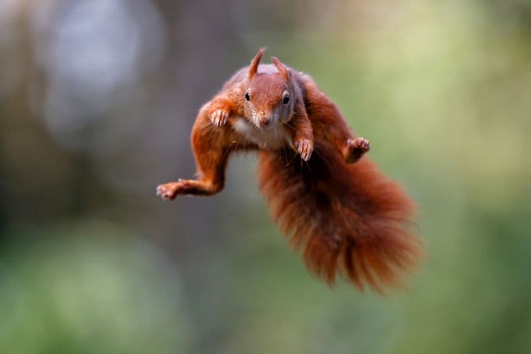 Eurasian Red Squirrel jumping!
