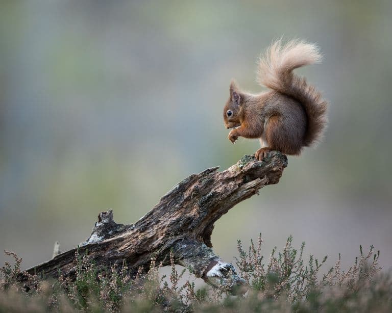 Red Squirrel perched on a log