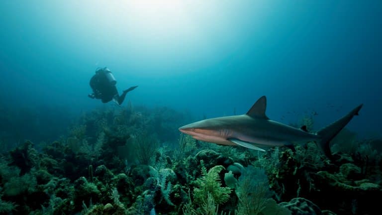 Silky Shark and diver