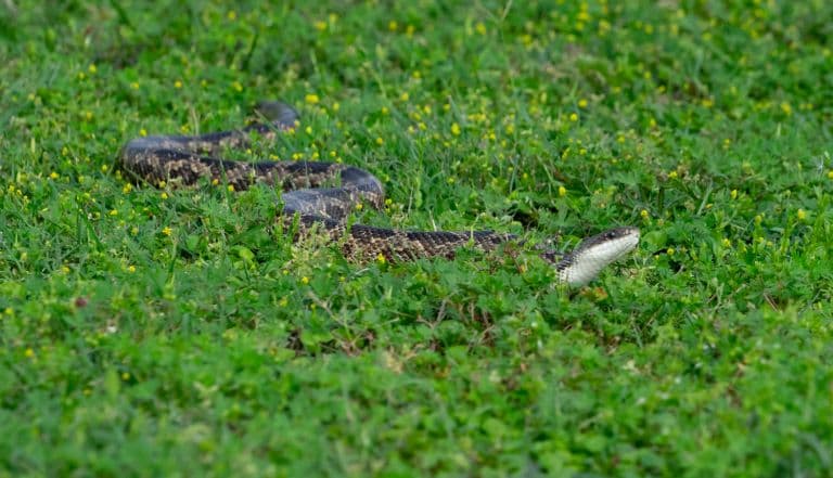 Texas Rat Snake on grass