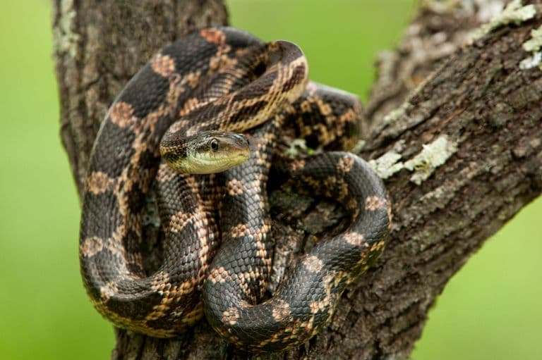 Texas rat snake in tree