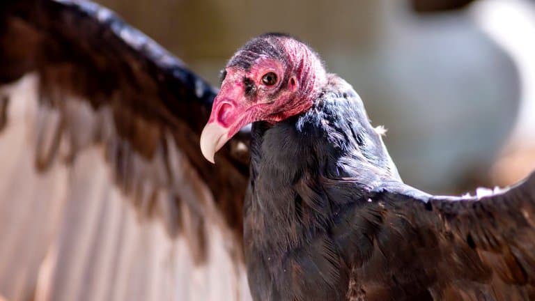 Turkey Vulture bald head