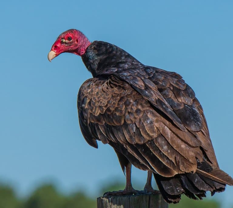 Turkey Vulture Facts