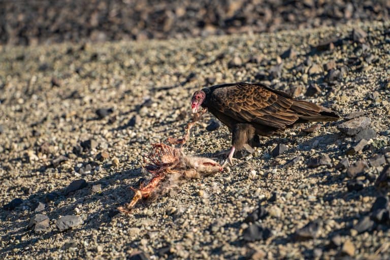 Turkey Vulture feeding