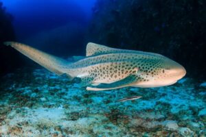 10 Zebra Shark Facts - Fact Animal
