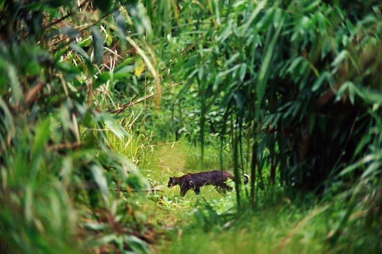 Asian Golden Cat walking in the forest