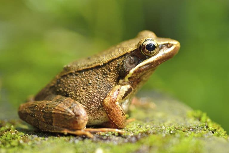 What is the Difference Between a Frog and a Toad?
