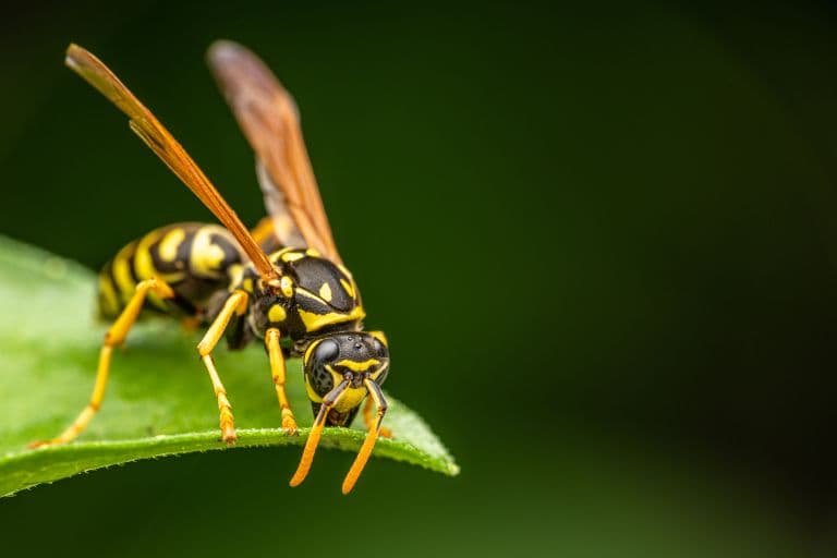 What is the Difference Between a Wasp and a Hornet?