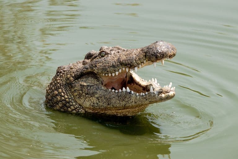 What is the Difference Between an Alligator & Crocodile?