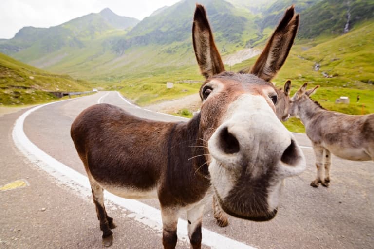 What is the Difference Between a Donkey and a Mule?