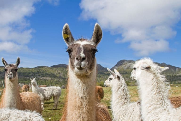 What is the Difference Between Llamas and Alpacas?