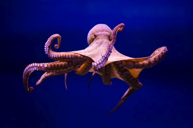 What is the Difference Between Octopus and Squid?